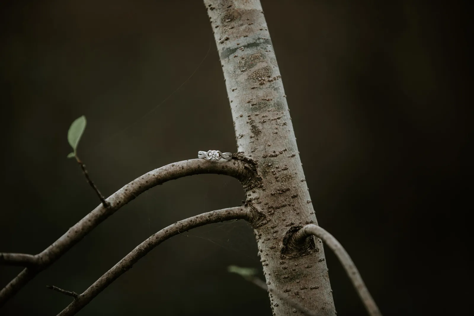 Bare branch and pale tree trunk against a dark background