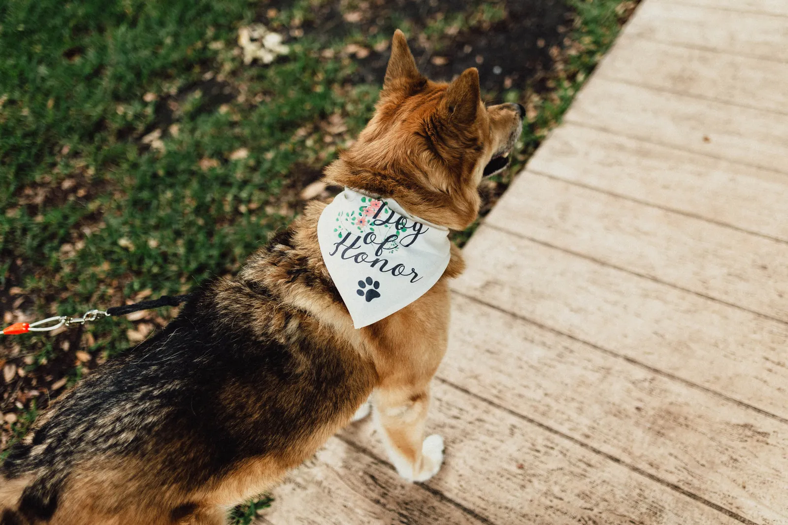 The couple's dog wearing a Dog of Honor bandana