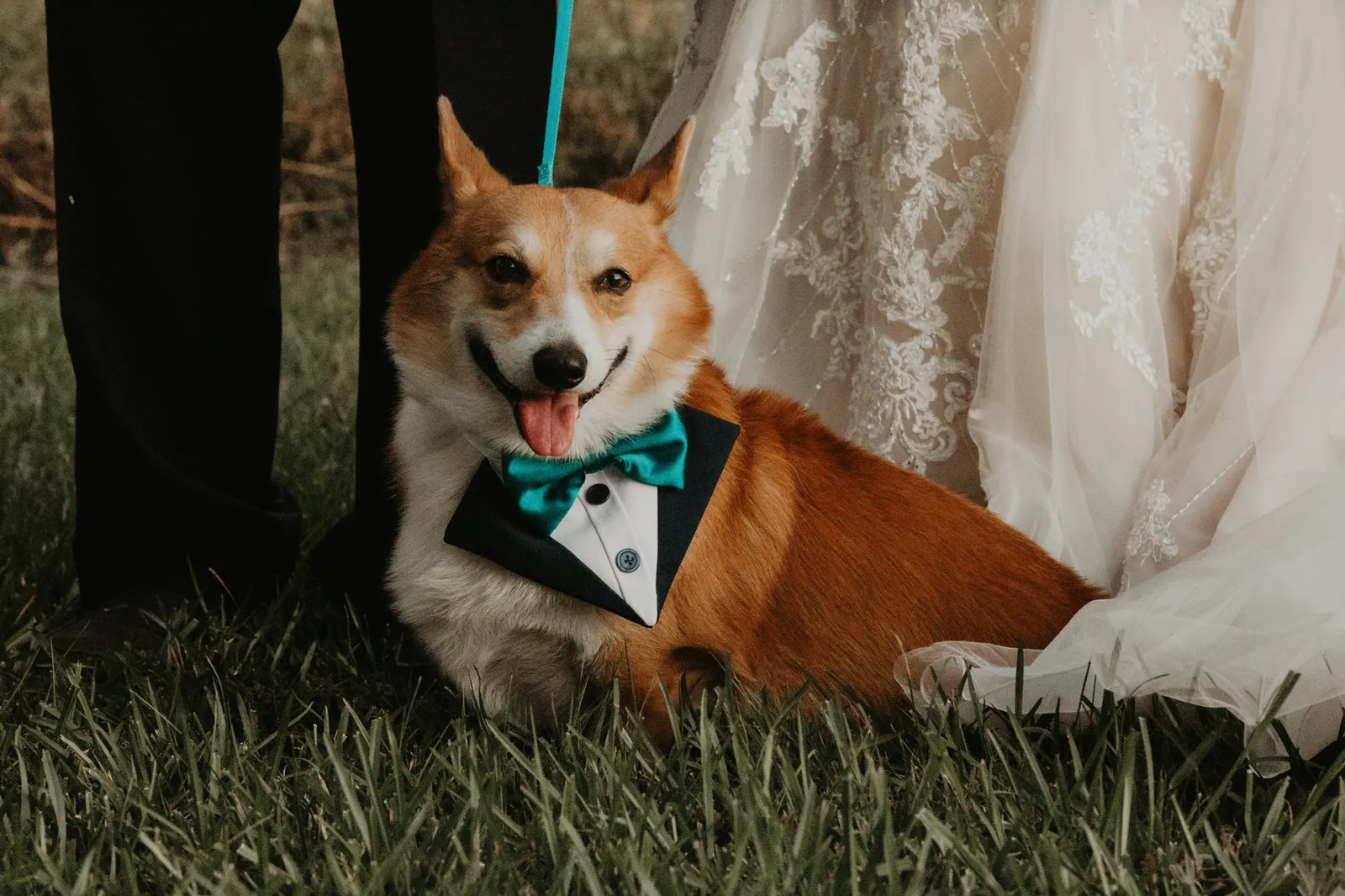 Corgi in a teal bow tie lying on the grass beside the bride's gown