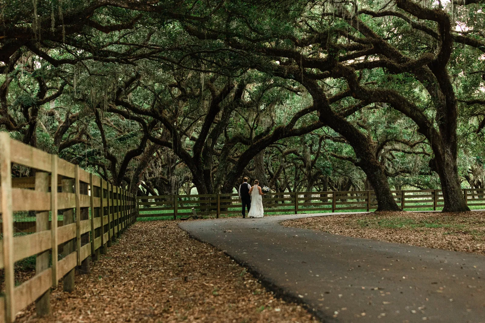 Bride and groom small in the distance down an avenue of arching oaks