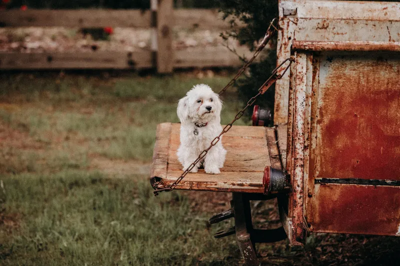 Charlotte-Nebraska, a small white dog, sitting on a rusty farm trailer